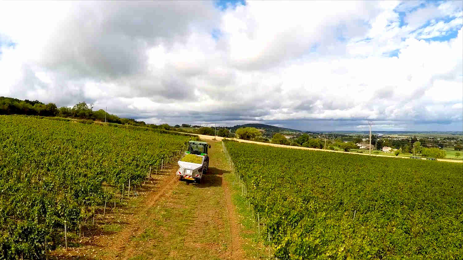 Vignes du domaine des crêts en Bourgogne